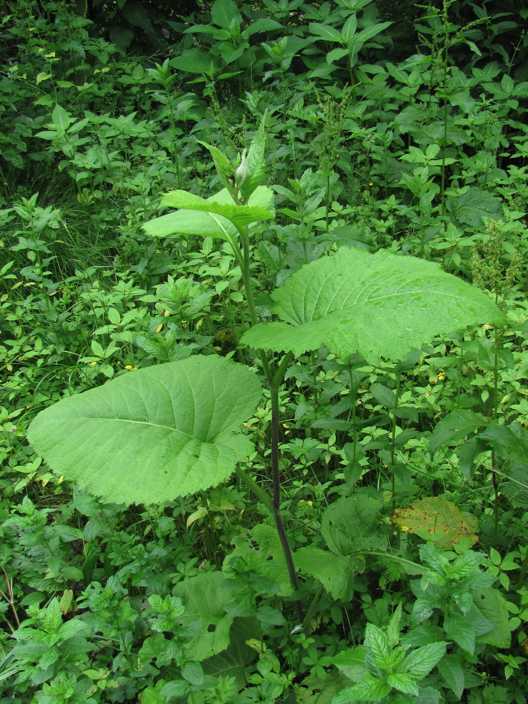 Изображение особи Telekia speciosa.