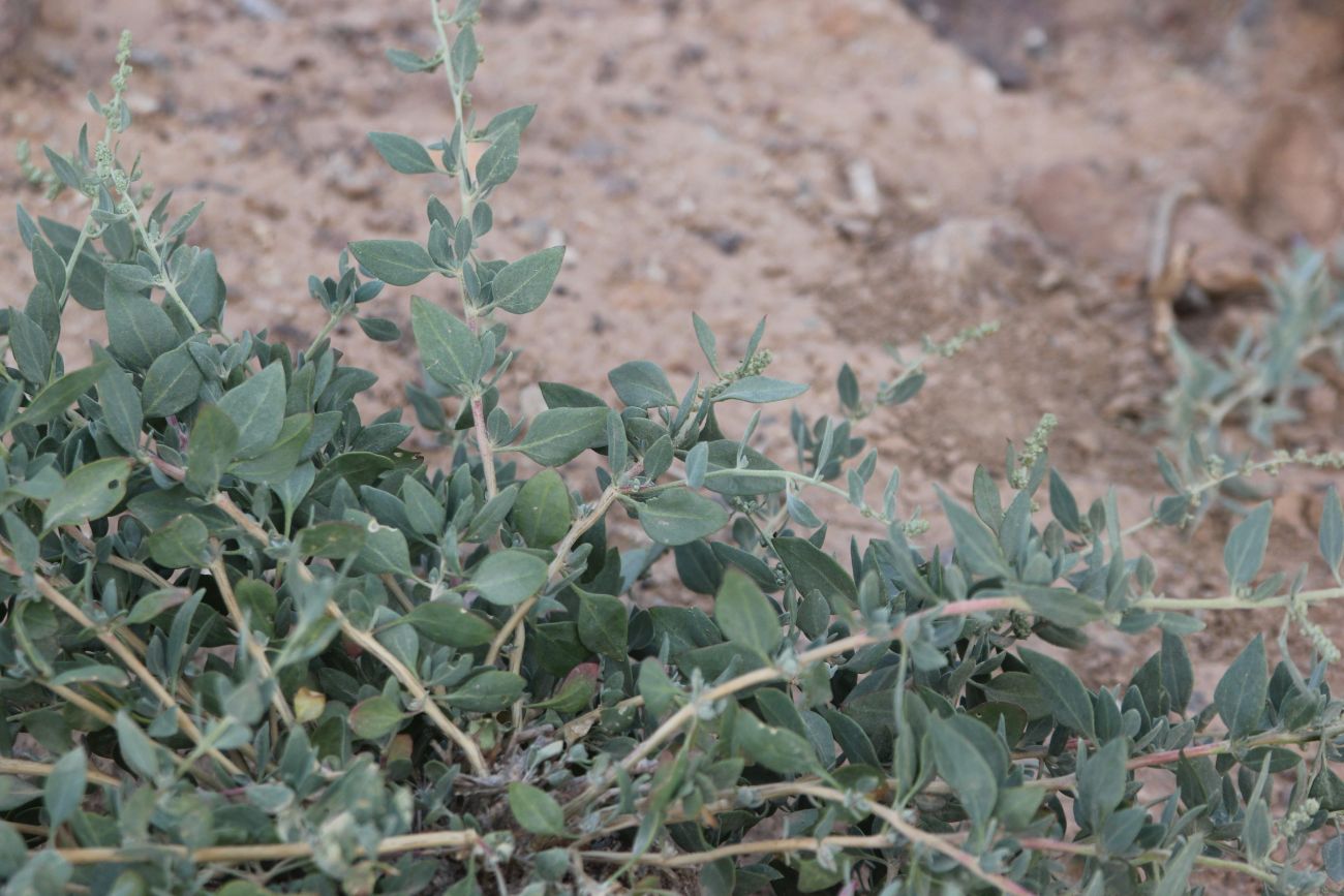 Изображение особи Chenopodium frutescens.