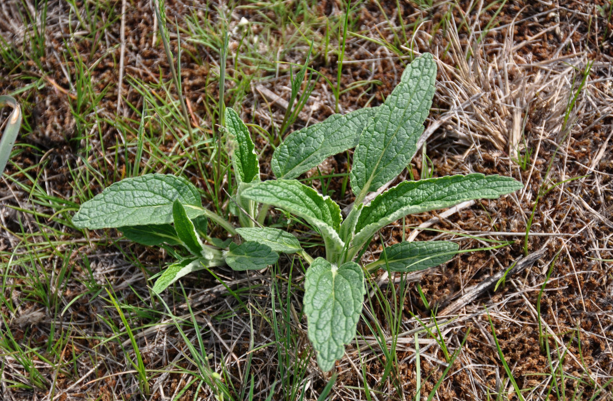 Image of Phlomis pungens specimen.