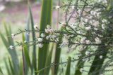 Callistemon pityoides. Верхушка цветущей веточки. Краснодарский край, г. Сочи, парк \"Дендрарий\", северо-западная окраина парка, рядом с Гротом, в культуре. 11.05.2021.