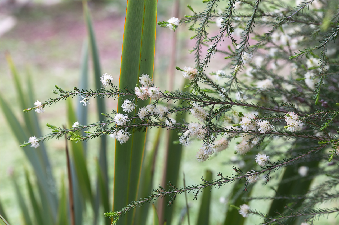 Image of Callistemon pityoides specimen.