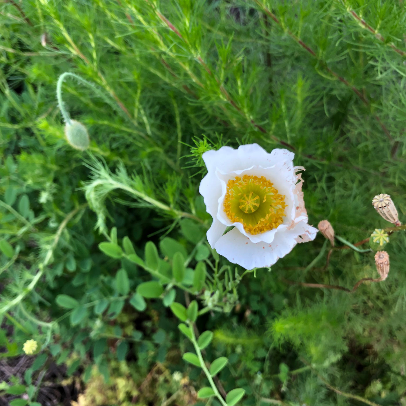 Изображение особи Papaver amurense.