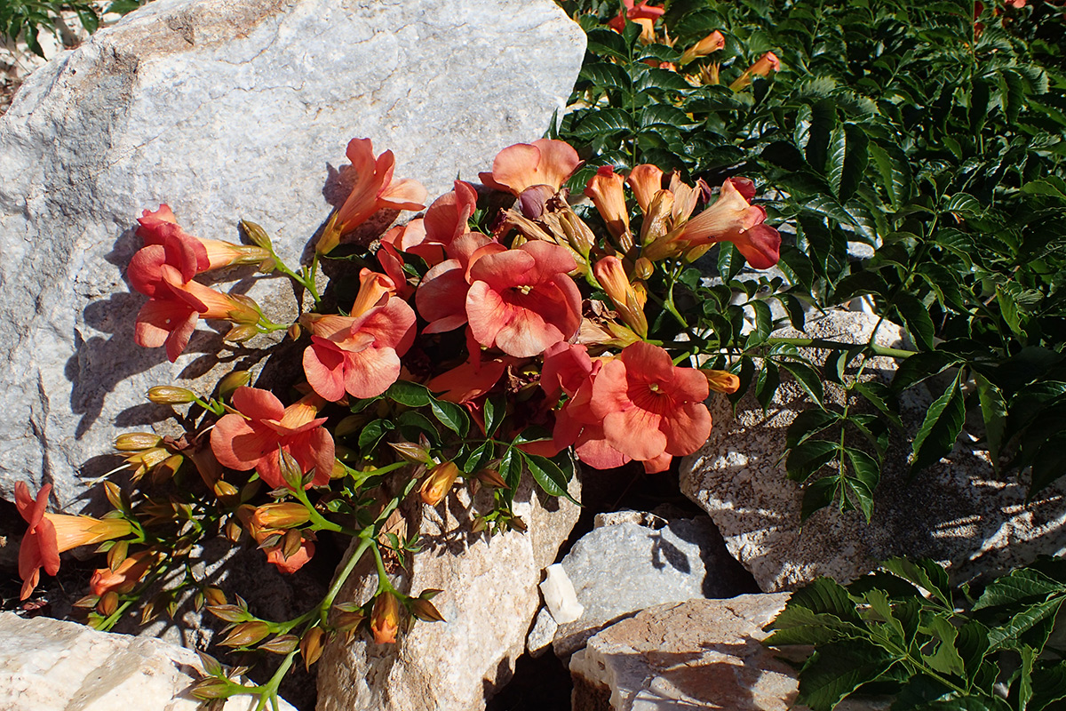 Image of Campsis grandiflora specimen.