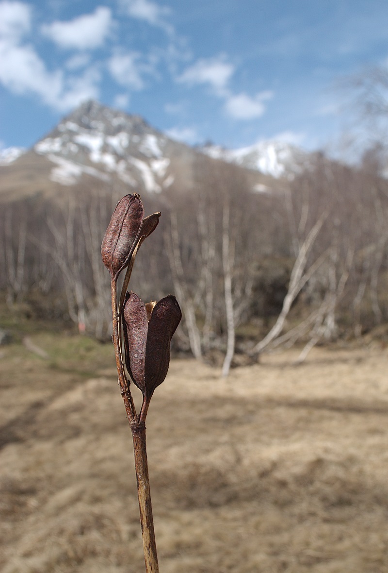 Image of Iris sibirica specimen.