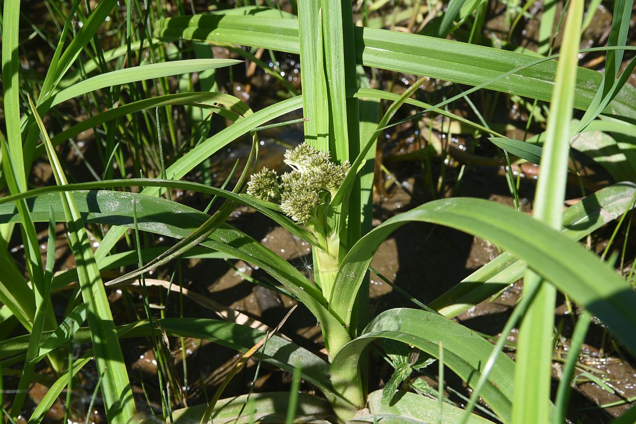 Image of Scirpus sylvaticus specimen.