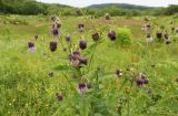 Cirsium kamtschaticum