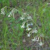 Silene nutans