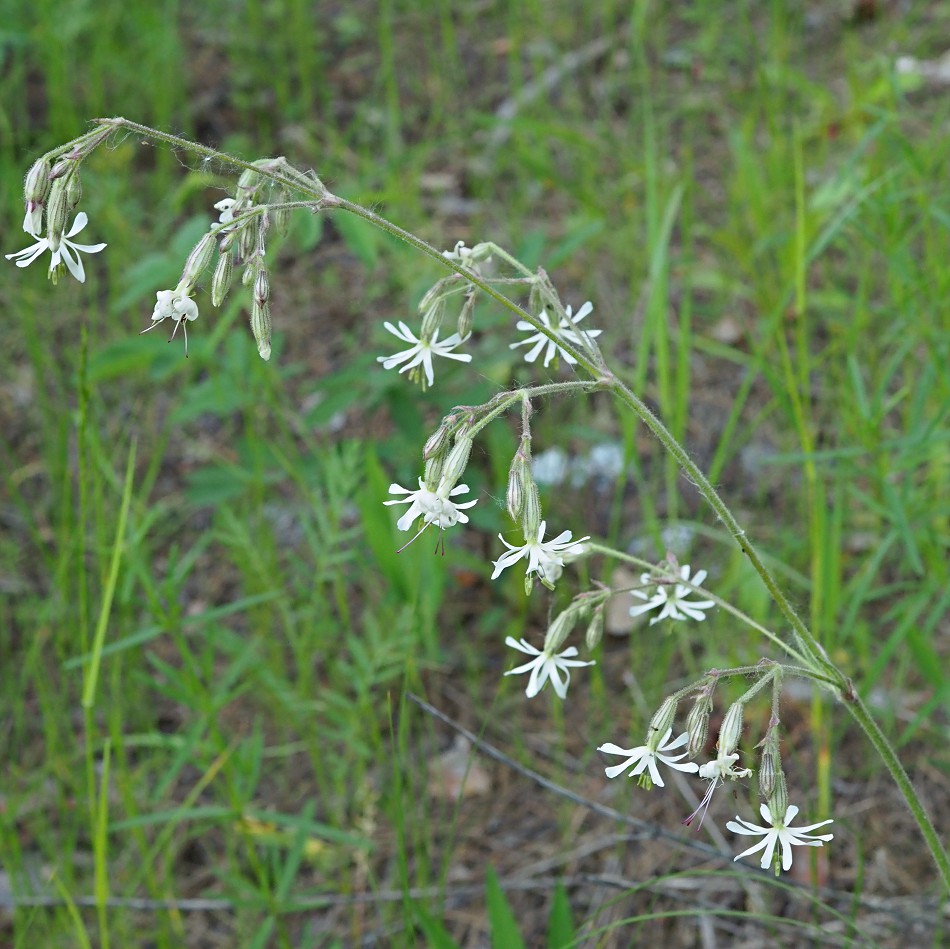 Image of Silene nutans specimen.