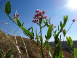 Trachomitum scabrum