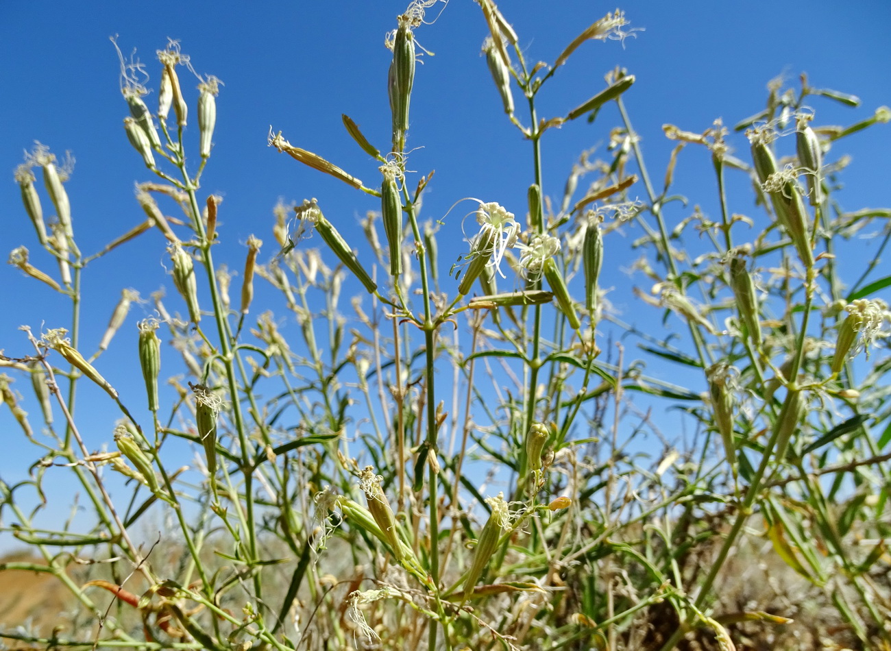 Image of Silene odoratissima specimen.