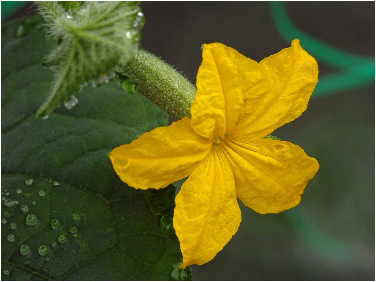 Image of Cucumis sativus specimen.