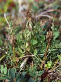 Astragalus subpolaris