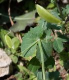 Lathyrus fulvus