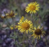 Inula salicina