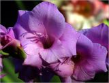 Gladiolus × gandavensis