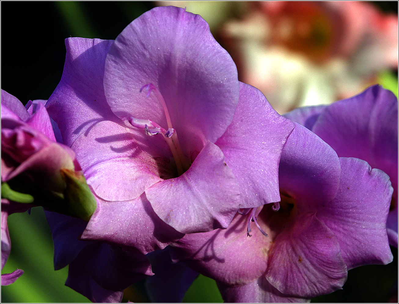 Image of Gladiolus &times; gandavensis specimen.