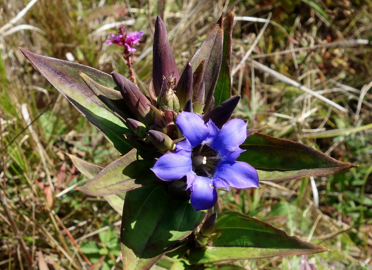 Image of Gentiana scabra specimen.