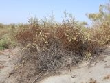 Salsola arbuscula. Плодоносящее растение. Узбекистан, Ферганская обл., Язъяванский р-н, Язъяванские пески, частично закреплённые дюны. 15 сентября 2022 г.
