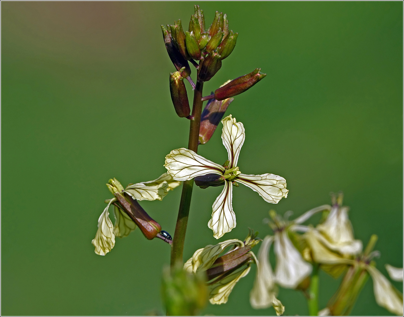 Изображение особи Eruca sativa.