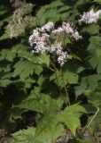 Filipendula camtschatica