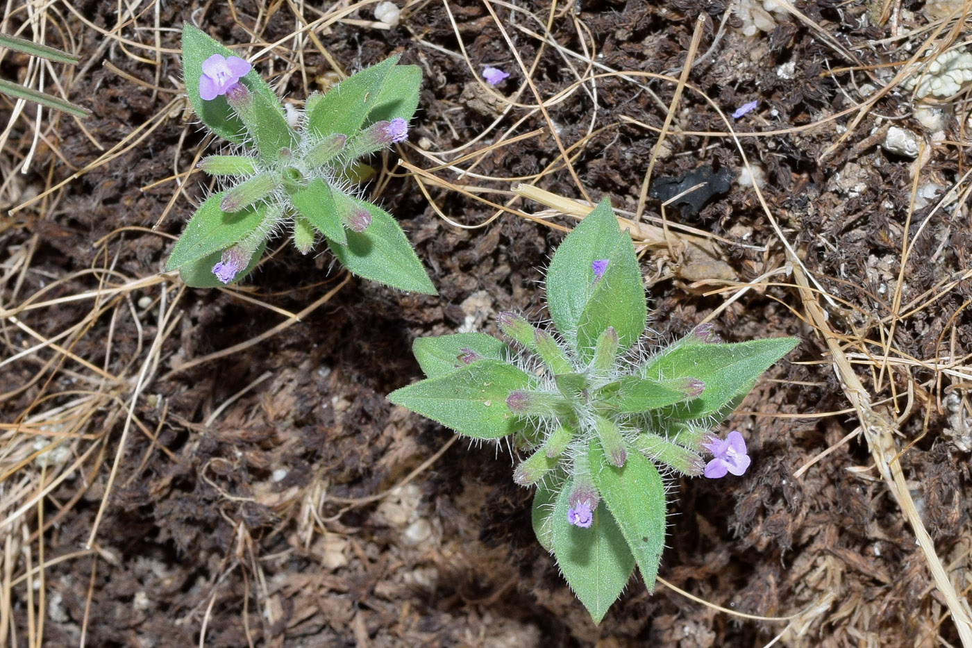 Image of Ziziphora persica specimen.