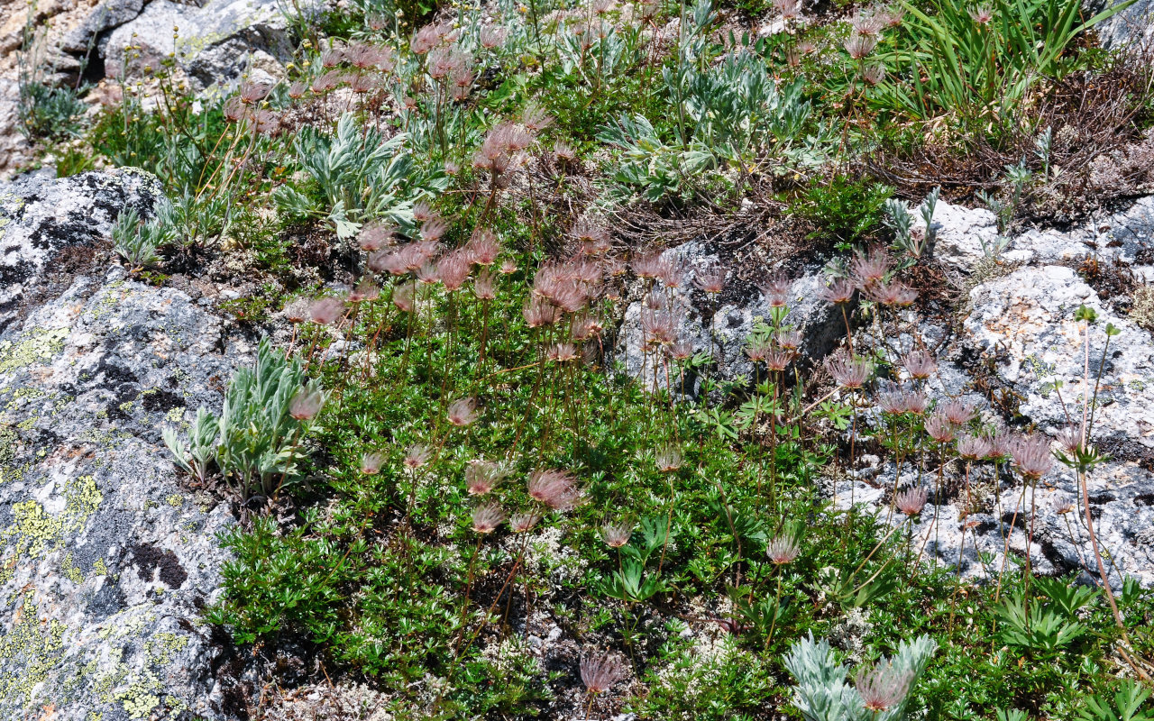 Image of Sieversia pusilla specimen.