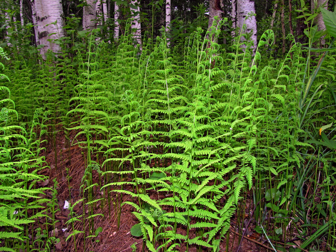 Image of Thelypteris palustris specimen.