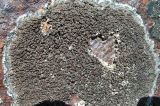 Lecidea fuscoatra