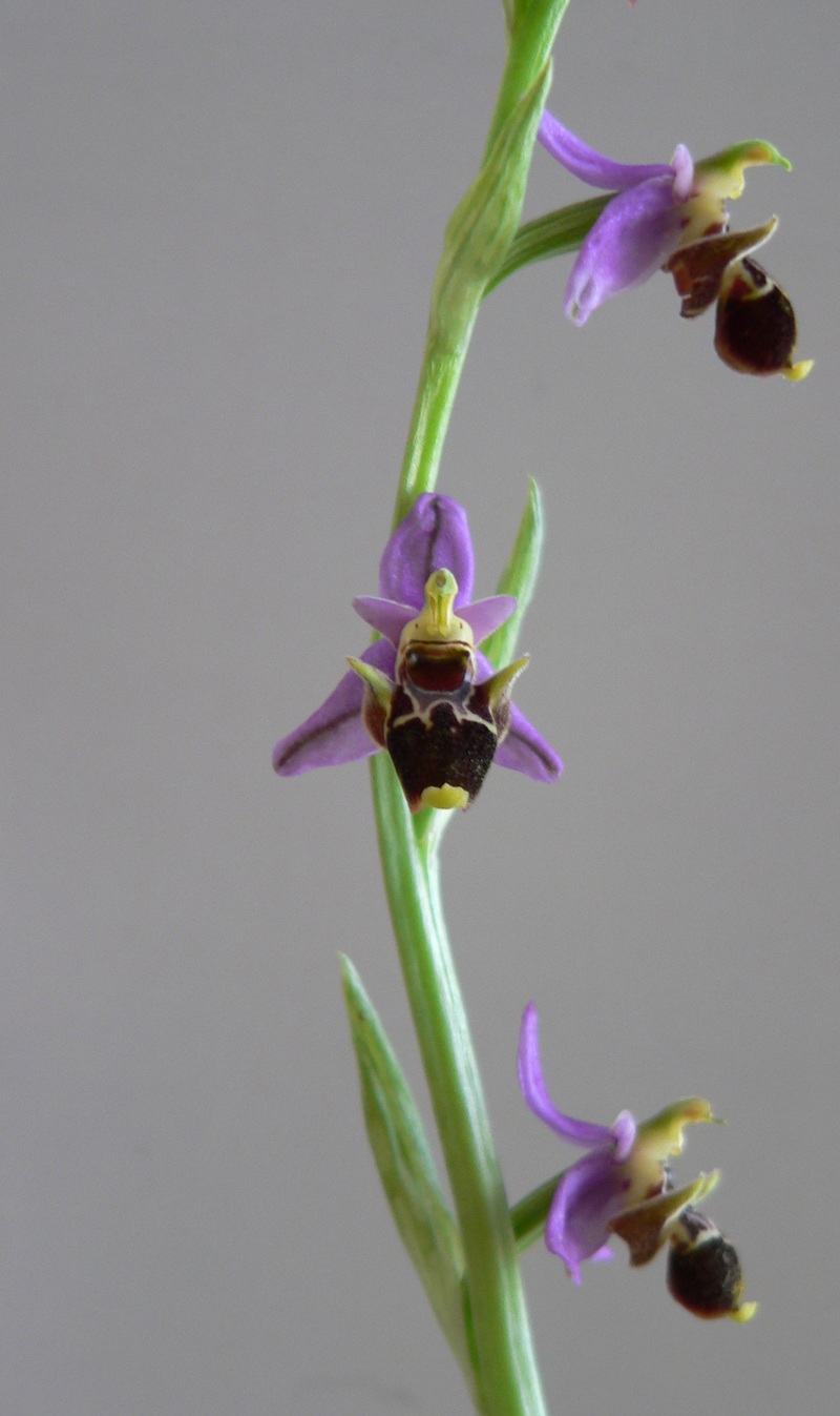 Изображение особи Ophrys oestrifera.