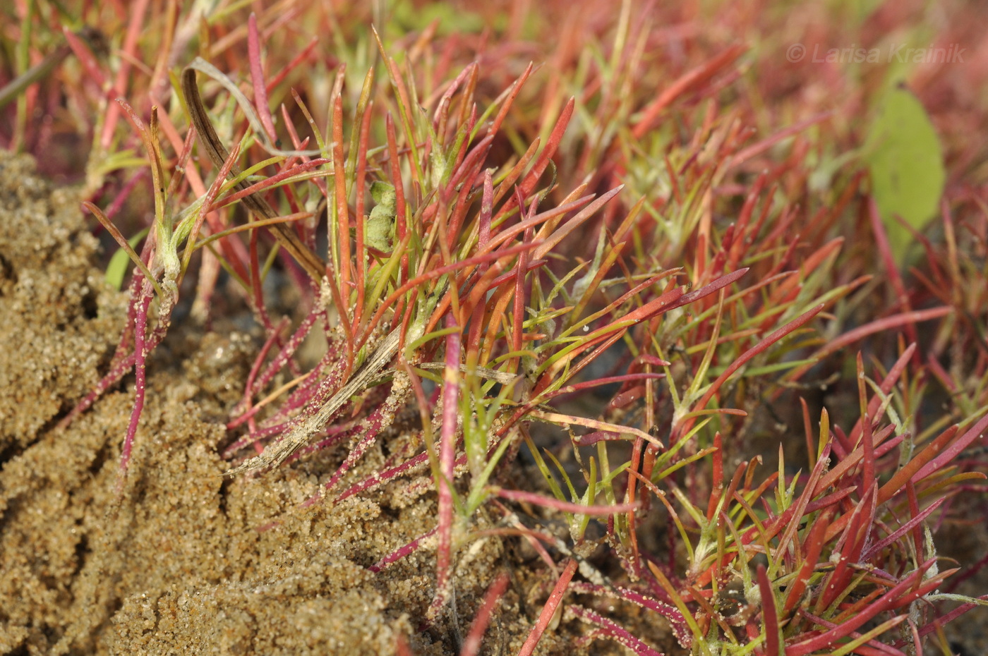 Image of Corispermum stauntonii specimen.