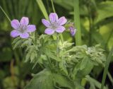 Geranium sylvaticum. Верхушка цветущего растения. Владимирская обл., окр. г. Александров, сосновый бор. 10.06.2022.