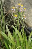 Tripolium pannonicum ssp. tripolium