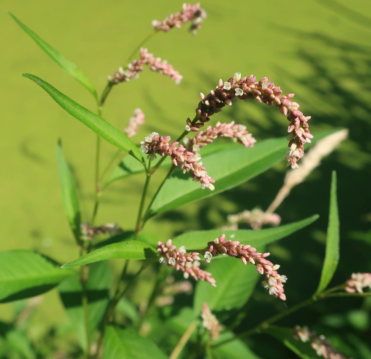 Image of Persicaria lapathifolia specimen.