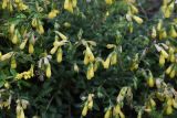 Onosma caucasica. Цветки. Республика Ингушетия, Джейрахский р-н, окр. аула Лялах, мелкощебнистая осыпь. 22 июля 2022 г.