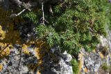 Juniperus oblonga. Ветвь. Республика Ингушетия, Джейрахский р-н, окр. альплагеря \"Кязи\", выс. 1960 м н.у.м, на одиночном камне. 23 июля 2022 г.