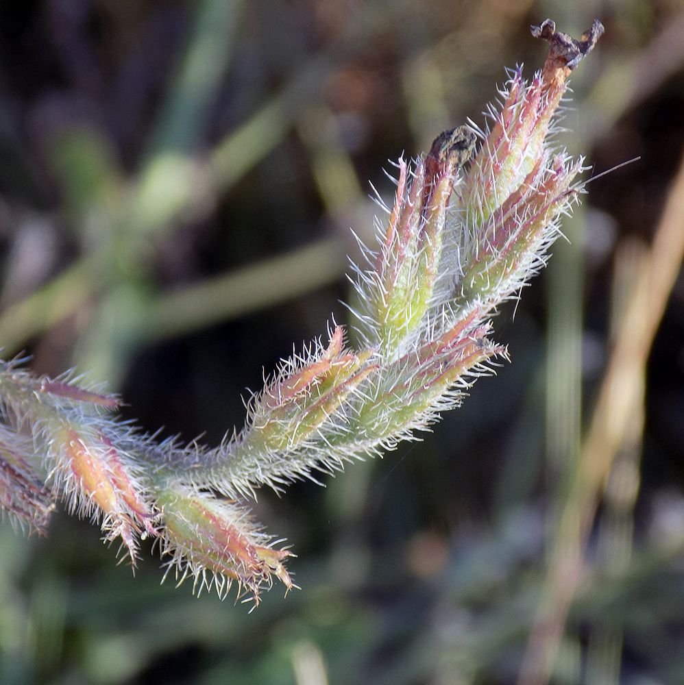 Image of Anchusa azurea specimen.