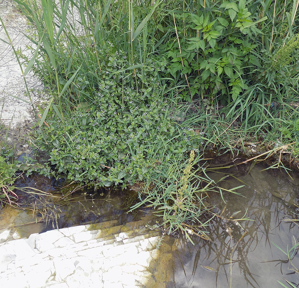 Image of Veronica anagallis-aquatica specimen.