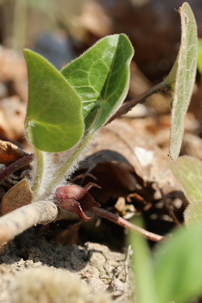 Image of Asarum europaeum specimen.