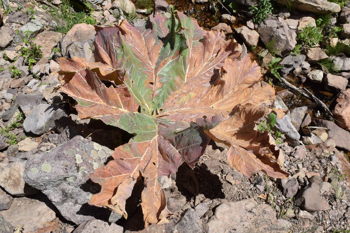 Image of Megacarpaea orbiculata specimen.
