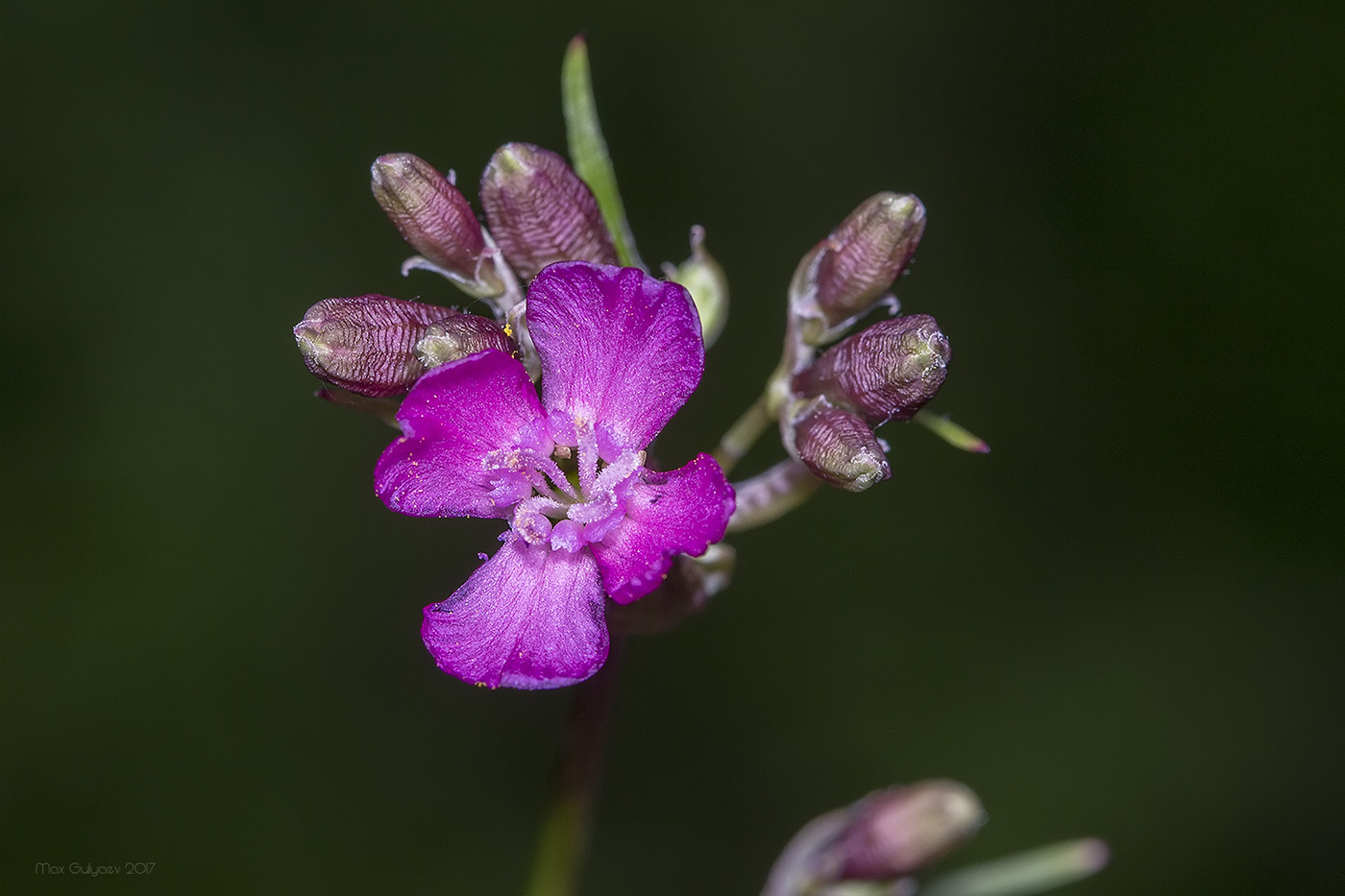 Image of Viscaria vulgaris specimen.