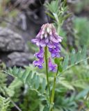 genus Vicia. Соцветие. Амурская обл., Архаринский р-н, окрест. дер. Урил, отроги Малого Хингана, осыпь на склоне южной экспозиции. 21.05.2022.