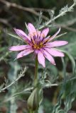 genus Tragopogon. Соцветие-корзинка. Таджикистан, Согдийская обл., Исфара, пестроцветы. 1 мая 2023 г.