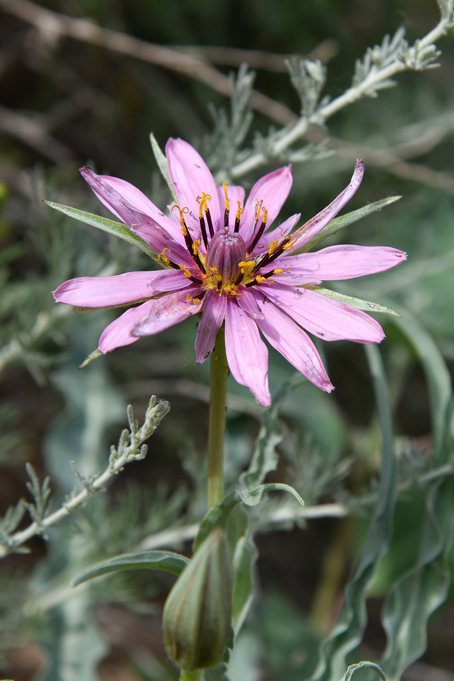 Image of genus Tragopogon specimen.