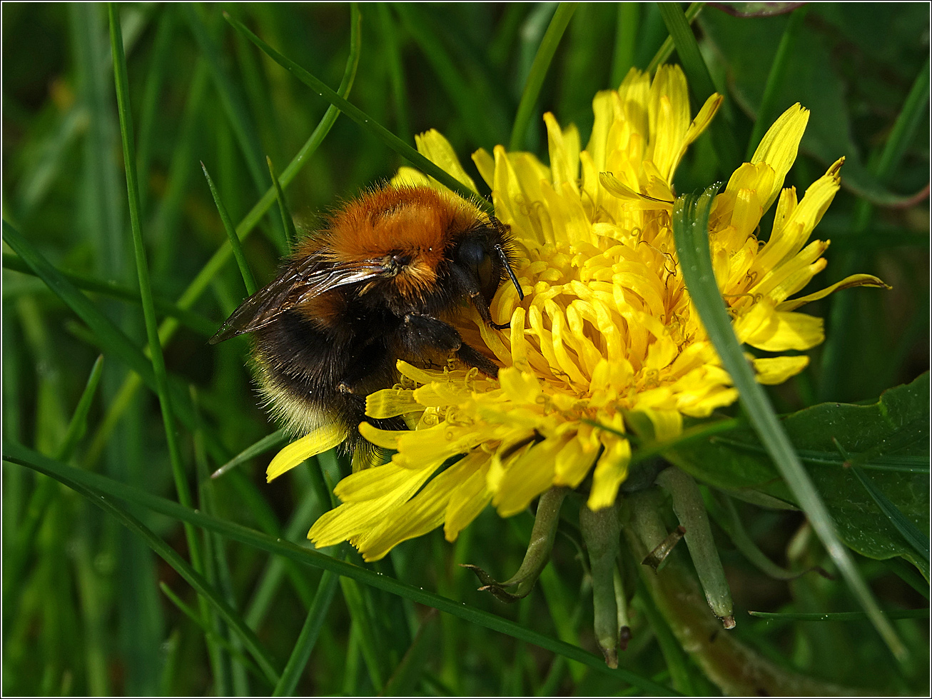 Image of Taraxacum officinale specimen.