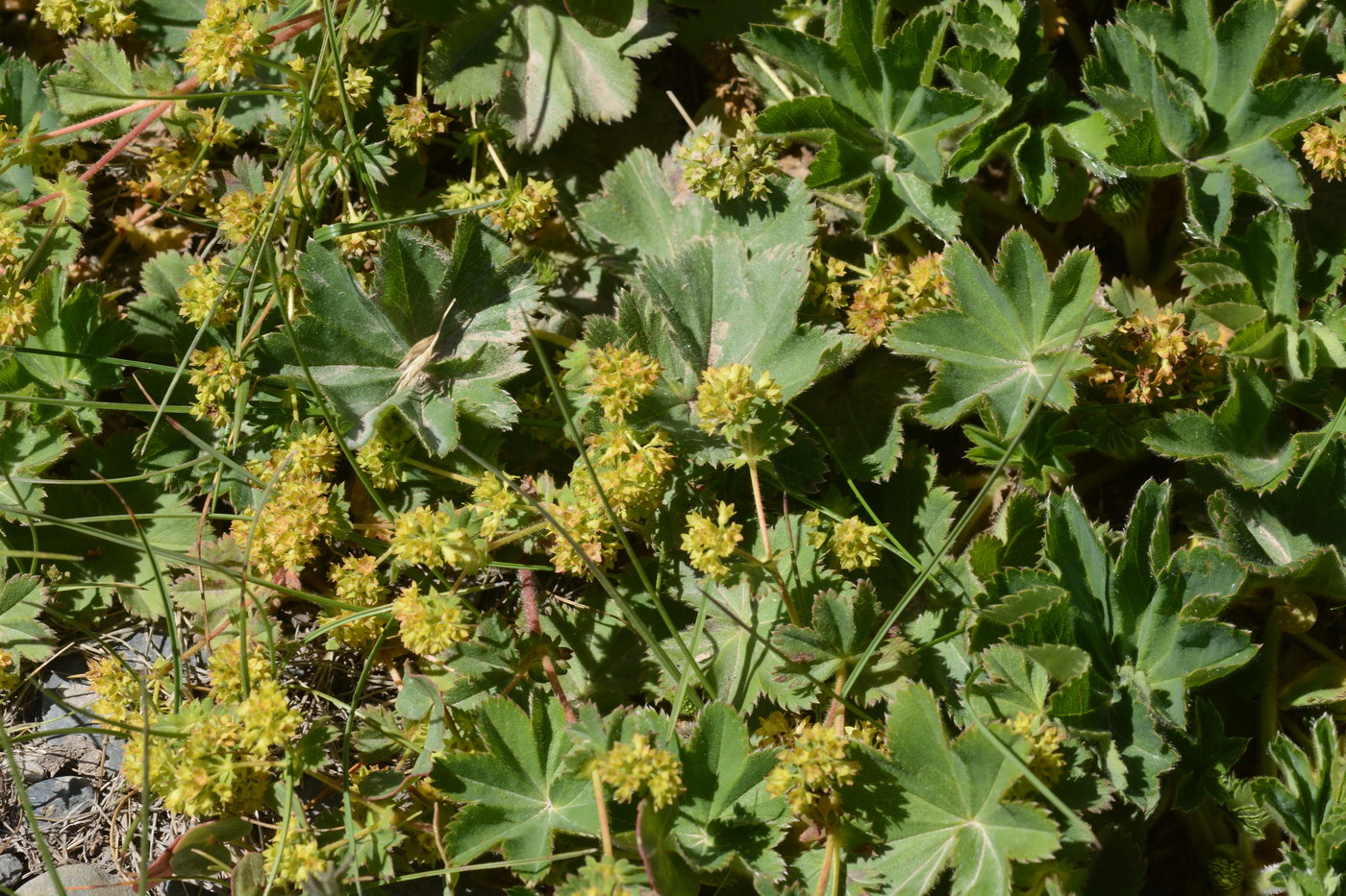Изображение особи род Alchemilla.