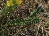 Pedicularis oederi. Листья. Республика Саха, Оленёкский улус, басс. р. Олломокит, ок. 600 м н.у.м., поляна в лиственничном лесу. 31.07.2023.