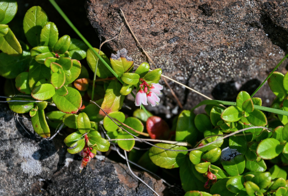 Image of Vaccinium vitis-idaea specimen.