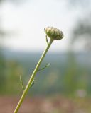 Chrysanthemum zawadskii. Верхушка бутонизирующего растения. Республика Саха (Якутия), Хангаласский улус, правый берег р. Сиинэ (Синяя), ур. Сердечко, сосновый лес на вершине сопки. 25.07.2023.