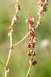 Rumex thyrsiflorus