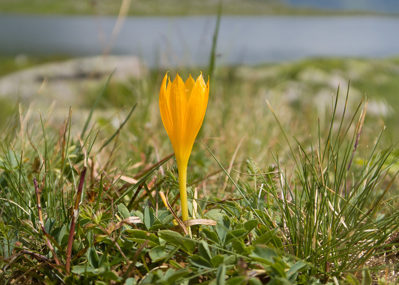 Image of Crocus scharojanii specimen.